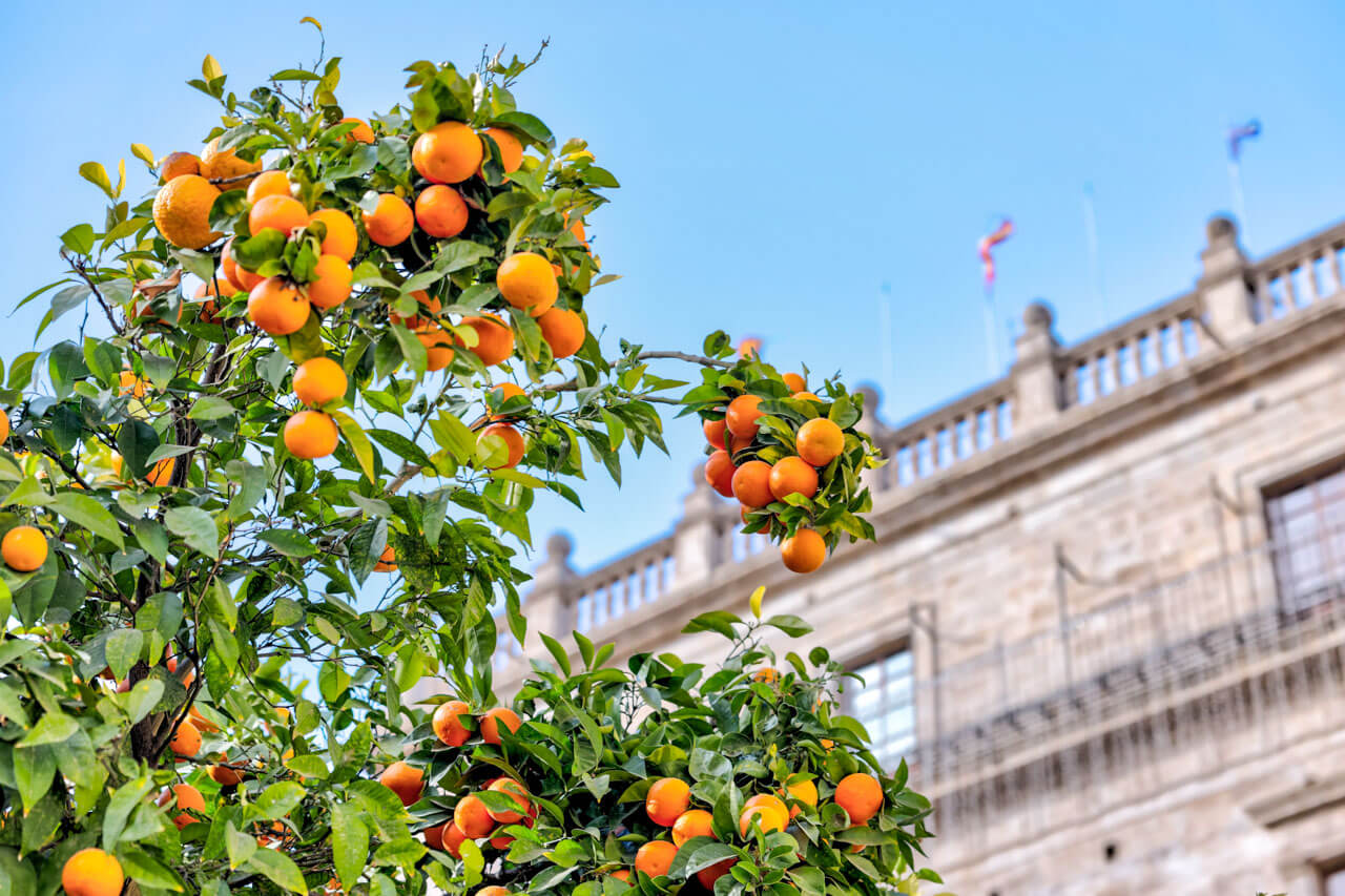 Orangenbaum voller reifer Früchte vor einer historischen Fassade in Valencia, blauer Himmel im Hintergrund.