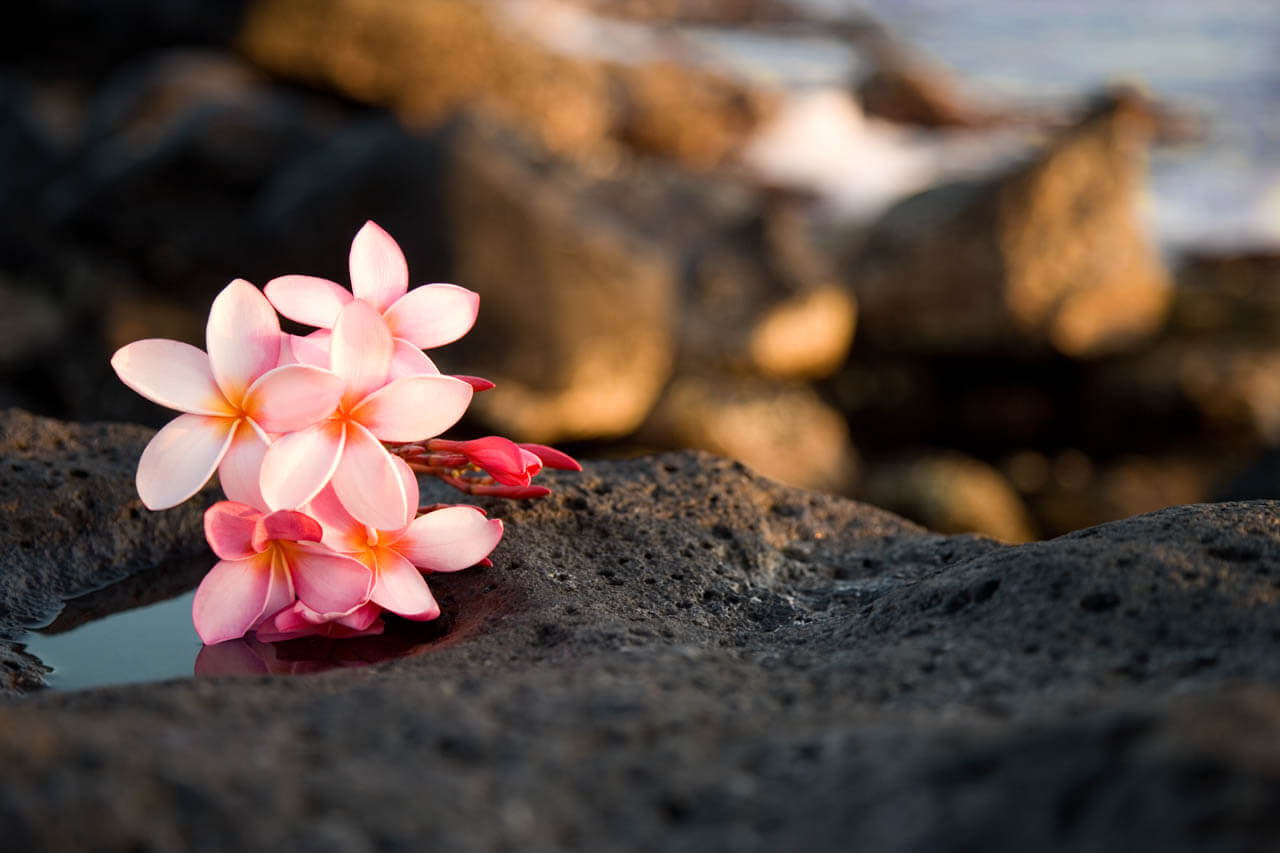 Plumeria Blüten auf schwarzem Lavagestein am Meer. Vokabeln üben mit Naturmotiven.