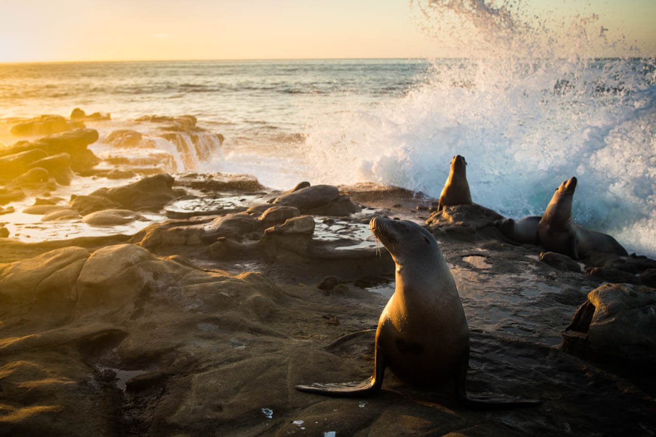 Seelöwen auf Felsen, Brandung spritzt im Abendlicht. Hörverstehen und Vokabeln im Alltag üben.