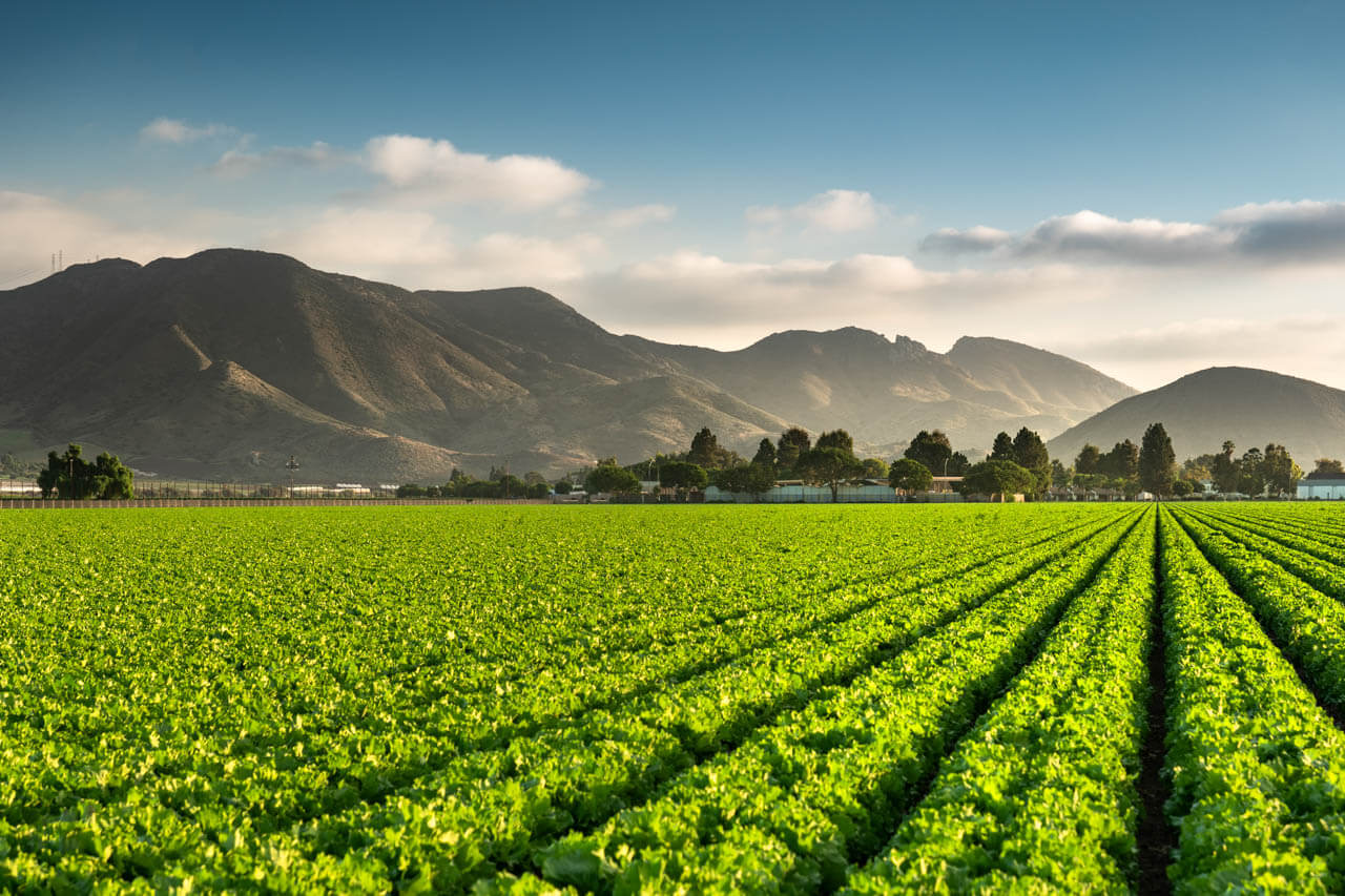 Gemüsefelder vor Bergkette im Santa Ynez Valley entspannte Sprachreise in Kalifornien.