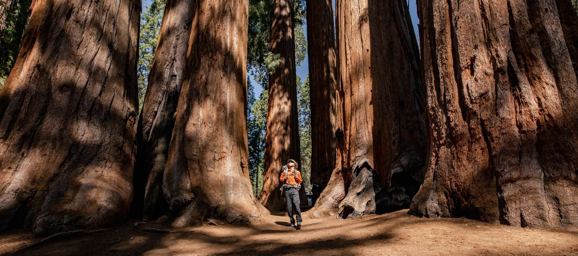 Wanderer zwischen riesigen Sequoias in der Sierra Nevada, Vokabeln üben beim Naturausflug.
