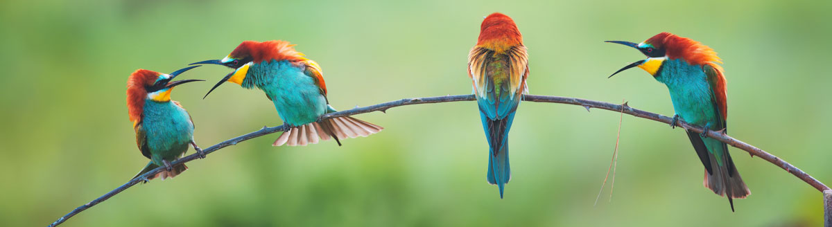 Bunte Bienenfresser auf einem Ast in tropischer Umgebung – Naturerlebnis während der Sprachreise in die Dominikanische Republik