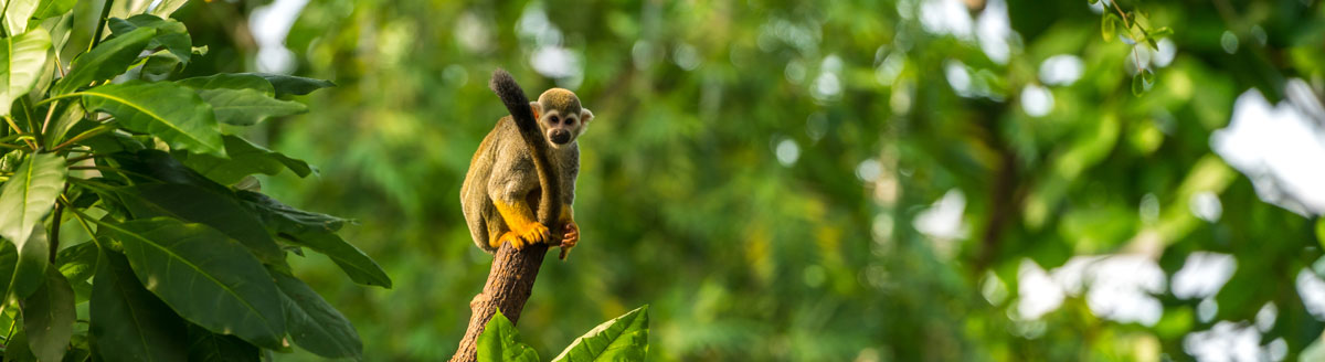 Totenkopfäffchen auf einem Ast im Regenwald – Naturerlebnis während der Sprachreise nach Ecuador