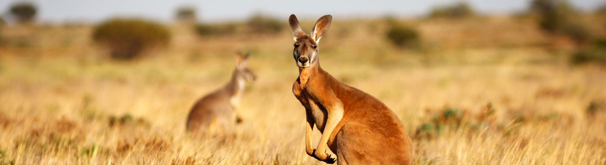 Kängurus in der australischen Outback-Landschaft als charakteristisches Motiv für Englisch-Sprachreisen nach Australien