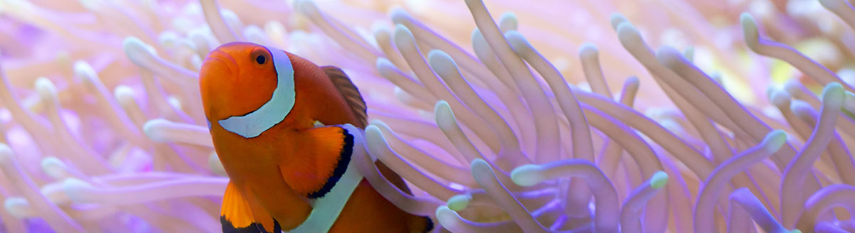 Clownfisch im Great Barrier Reef als farbenfrohes Highlight für Englisch-Sprachreisen nach Australien