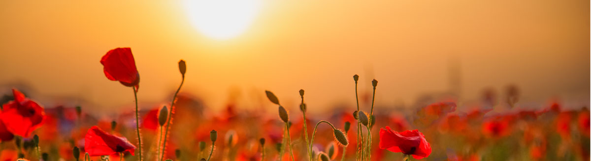Leuchtende Mohnblumen in Belgien im warmen Licht des späten Tages