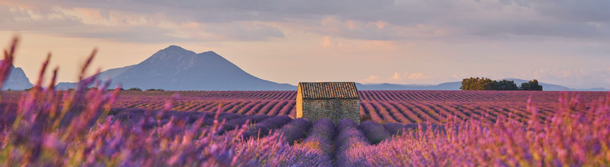 Lavendelfelder in der Provence als Inspiration für eine Französisch Sprachreise nach Südfrankreich.