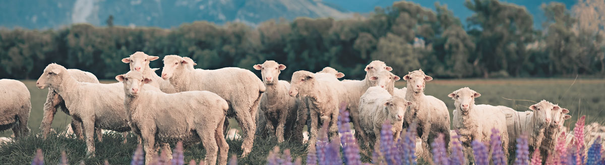Schafherde vor Bergkulisse auf Neuseelands Südinsel mit Blick auf weite Wiesen und Natur, ideal für eine Sprachreise nach Neuseeland