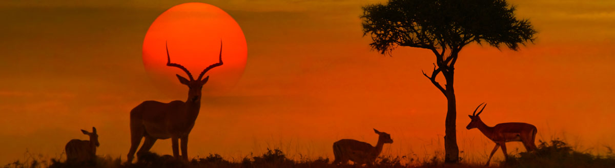 Südafrikanischer Sonnenuntergang mit Antilopen – eindrucksvolle Landschaft für Englisch-Sprachreisen nach Südafrika